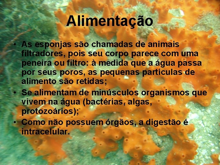 Alimentação • As esponjas são chamadas de animais filtradores, pois seu corpo parece com