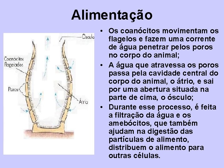 Alimentação • Os coanócitos movimentam os flagelos e fazem uma corrente de água penetrar