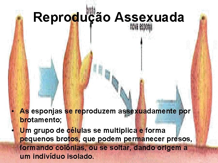 Reprodução Assexuada • As esponjas se reproduzem assexuadamente por brotamento; • Um grupo de