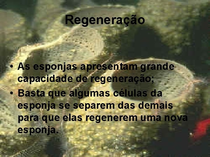 Regeneração • As esponjas apresentam grande capacidade de regeneração; • Basta que algumas células