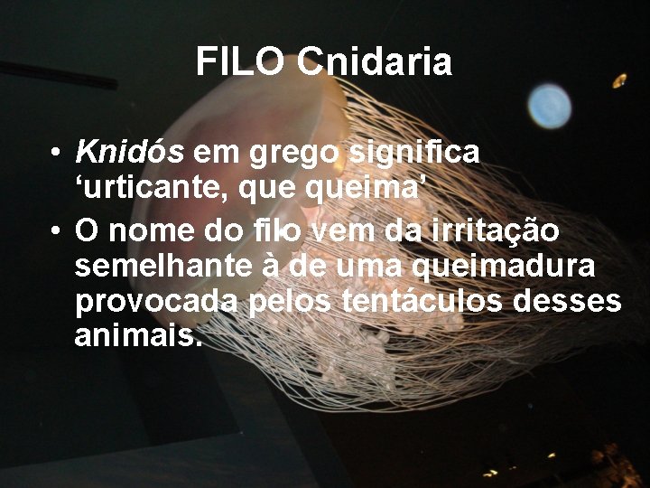 FILO Cnidaria • Knidós em grego significa ‘urticante, queima’ • O nome do filo