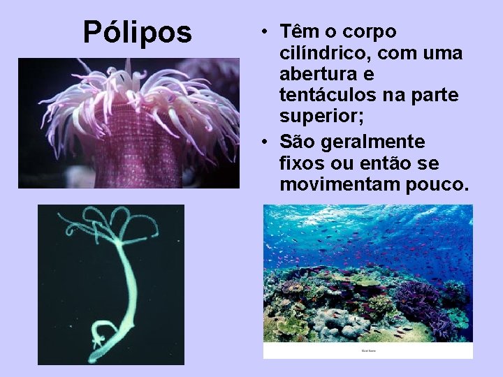 Pólipos • Têm o corpo cilíndrico, com uma abertura e tentáculos na parte superior;