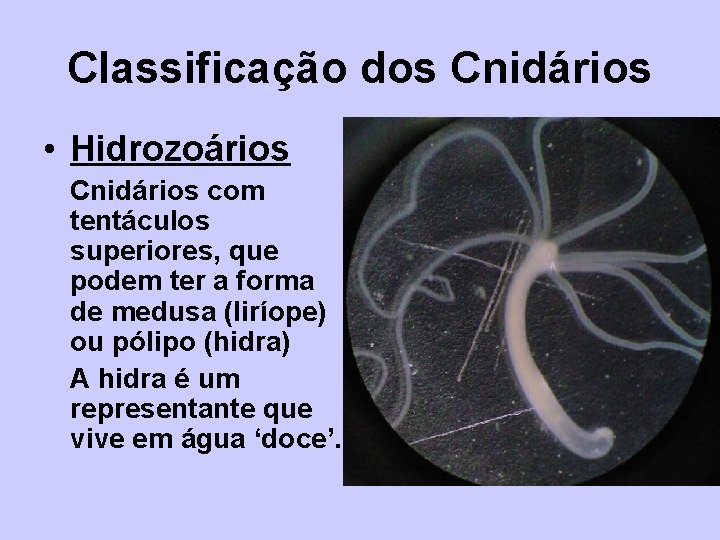 Classificação dos Cnidários • Hidrozoários Cnidários com tentáculos superiores, que podem ter a forma