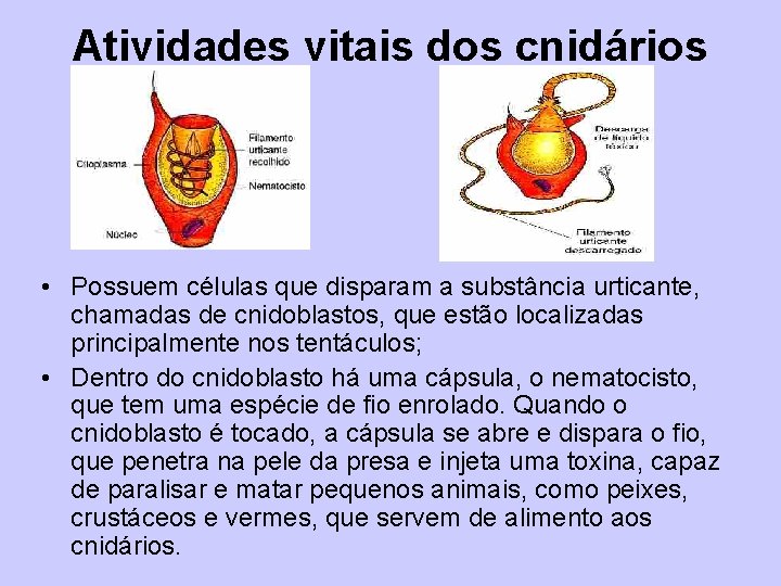 Atividades vitais dos cnidários • Possuem células que disparam a substância urticante, chamadas de