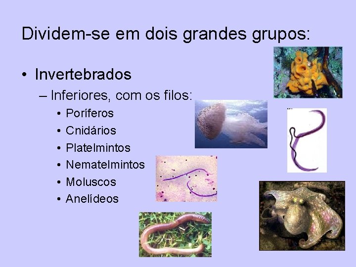 Dividem-se em dois grandes grupos: • Invertebrados – Inferiores, com os filos: • •