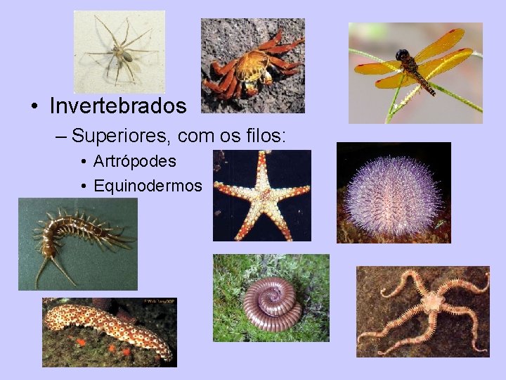  • Invertebrados – Superiores, com os filos: • Artrópodes • Equinodermos 