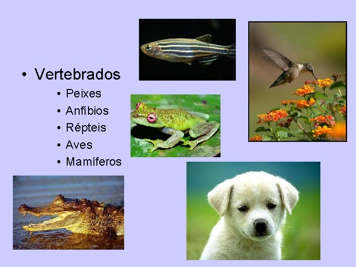  • Vertebrados • • • Peixes Anfíbios Répteis Aves Mamíferos 