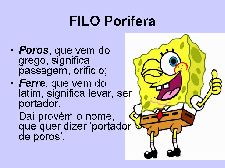 FILO Porifera • Poros, que vem do grego, significa passagem, orificio; • Ferre, que