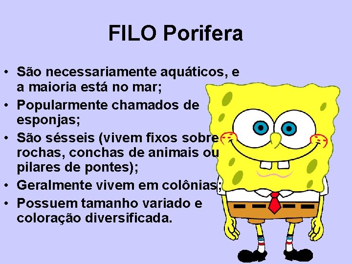 FILO Porifera • São necessariamente aquáticos, e a maioria está no mar; • Popularmente