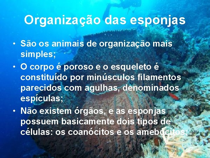 Organização das esponjas • São os animais de organização mais simples; • O corpo