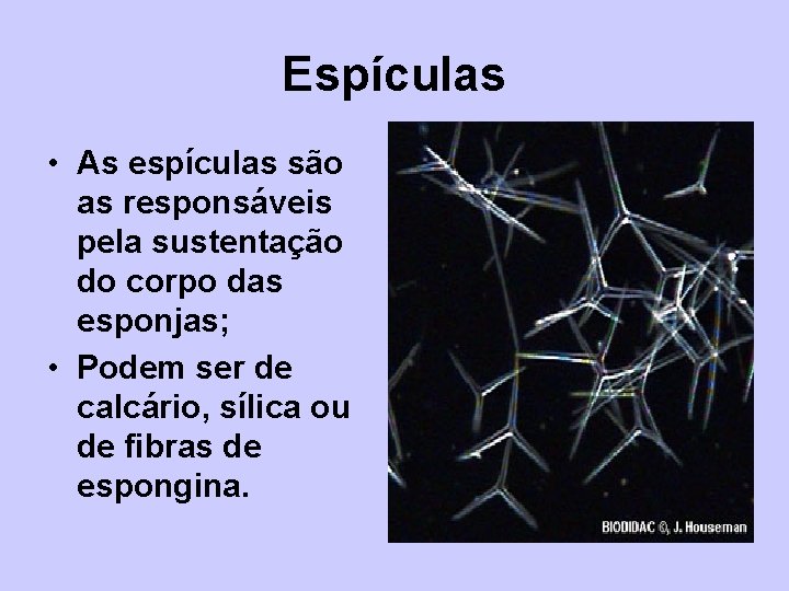 Espículas • As espículas são as responsáveis pela sustentação do corpo das esponjas; •