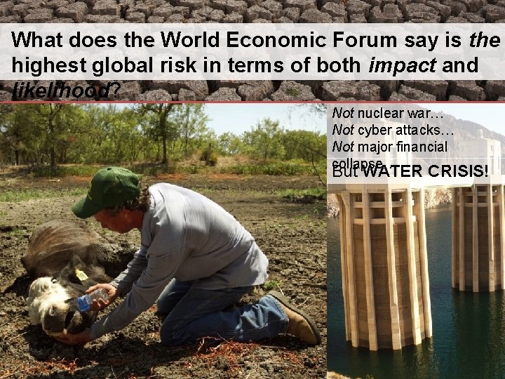 What does the World Economic Forum say is the highest global risk in terms