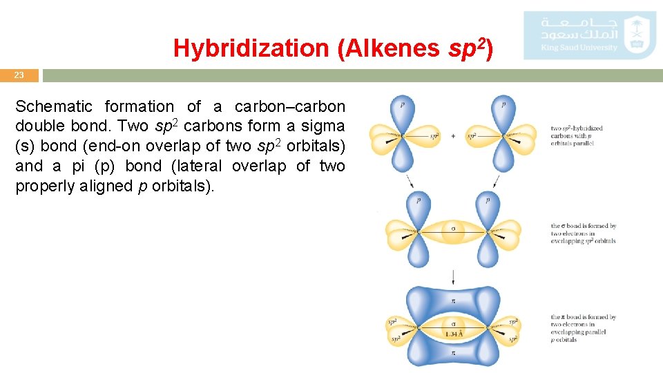 Hybridization (Alkenes sp 2) 23 Schematic formation of a carbon–carbon double bond. Two sp
