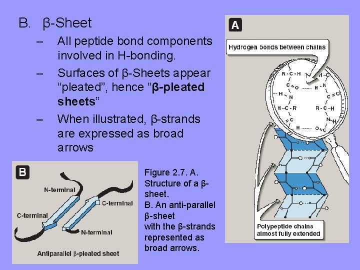 B. β-Sheet – – – All peptide bond components involved in H-bonding. Surfaces of