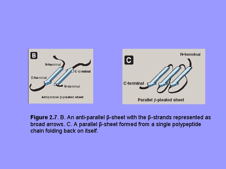 Figure 2. 7. B. An anti-parallel β-sheet with the β-strands represented as broad arrows.