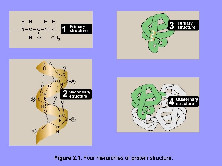 Figure 2. 1. Four hierarchies of protein structure. 