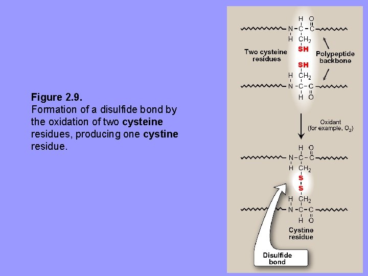 Figure 2. 9. Formation of a disulfide bond by the oxidation of two cysteine