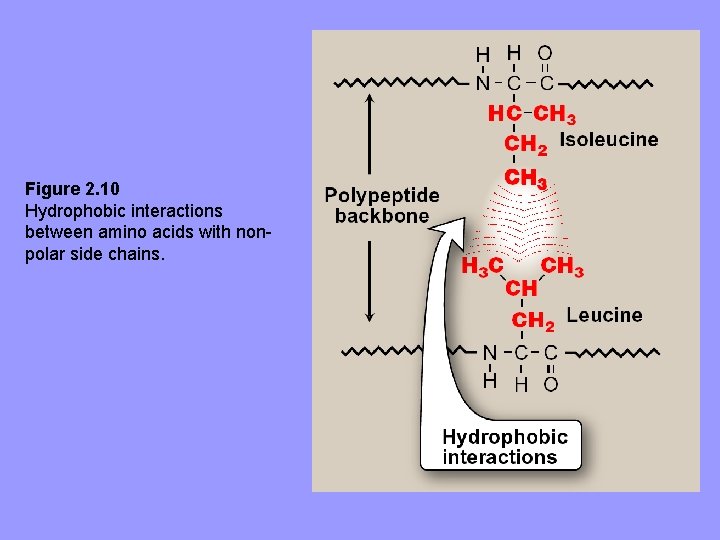 Figure 2. 10 Hydrophobic interactions between amino acids with nonpolar side chains. 