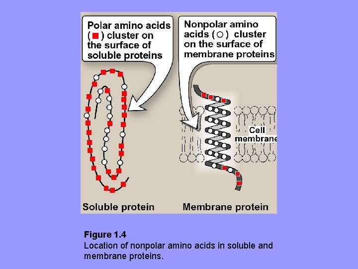 Figure 1. 4 Location of nonpolar amino acids in soluble and membrane proteins. 