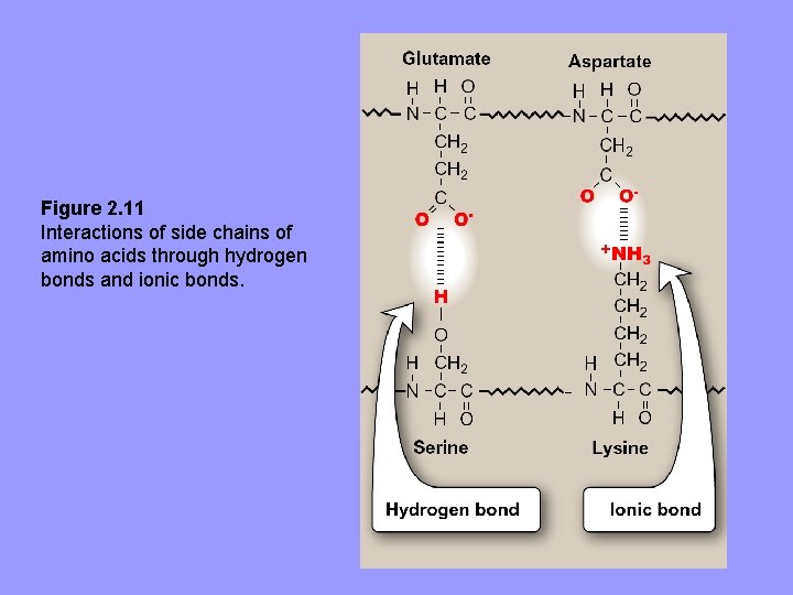 Figure 2. 11 Interactions of side chains of amino acids through hydrogen bonds and