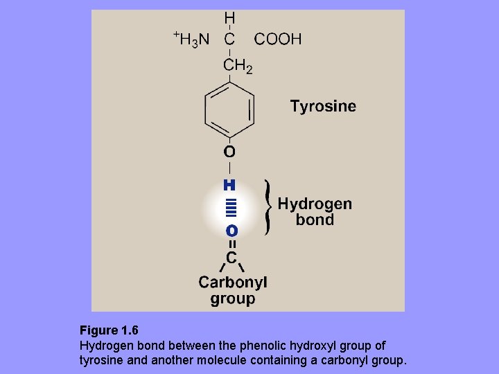 Figure 1. 6 Hydrogen bond between the phenolic hydroxyl group of tyrosine and another
