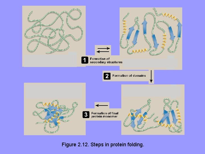 Figure 2. 12. Steps in protein folding. 