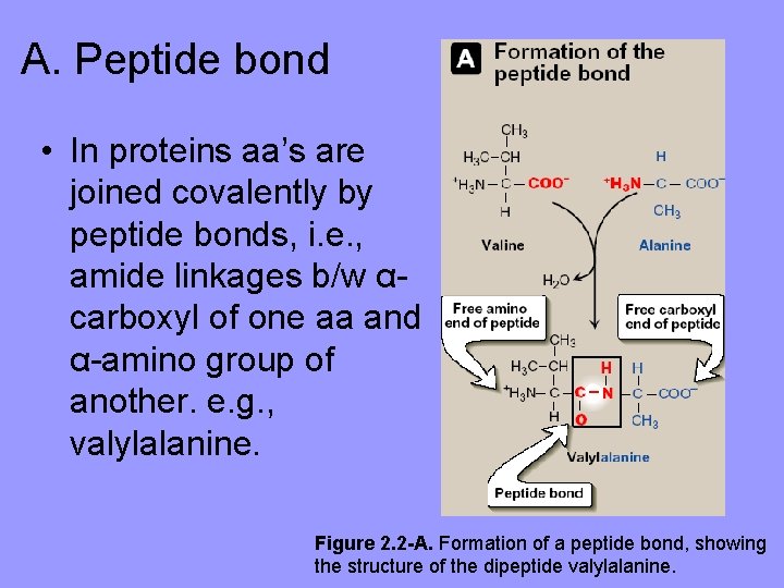 A. Peptide bond • In proteins aa’s are joined covalently by peptide bonds, i.