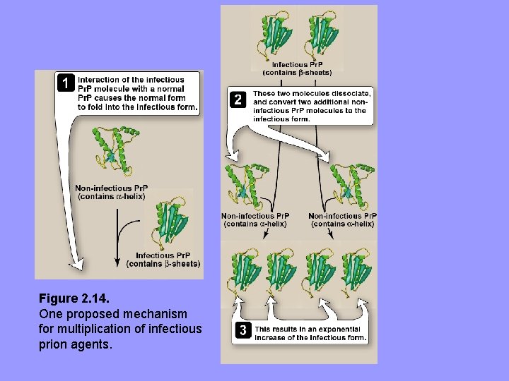 Figure 2. 14. One proposed mechanism for multiplication of infectious prion agents. 