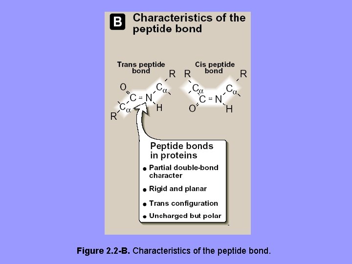 Figure 2. 2 -B. Characteristics of the peptide bond. 