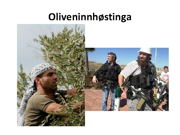 Oliveninnhøstinga 