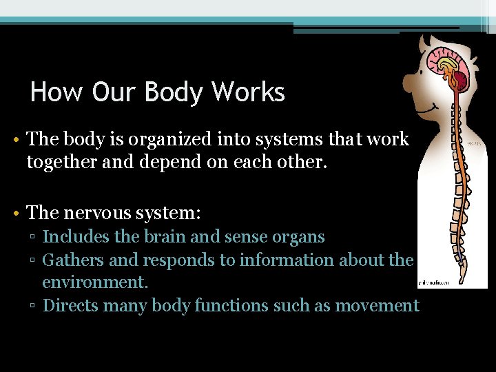 How Our Body Works • The body is organized into systems that work together