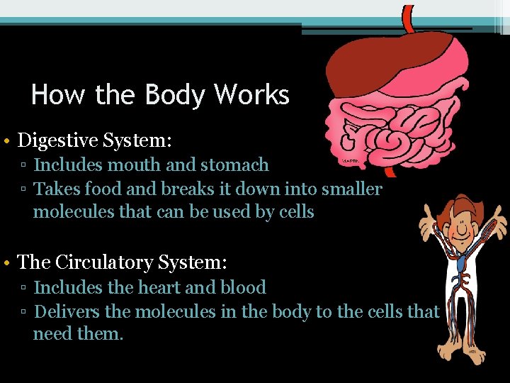 How the Body Works • Digestive System: ▫ Includes mouth and stomach ▫ Takes