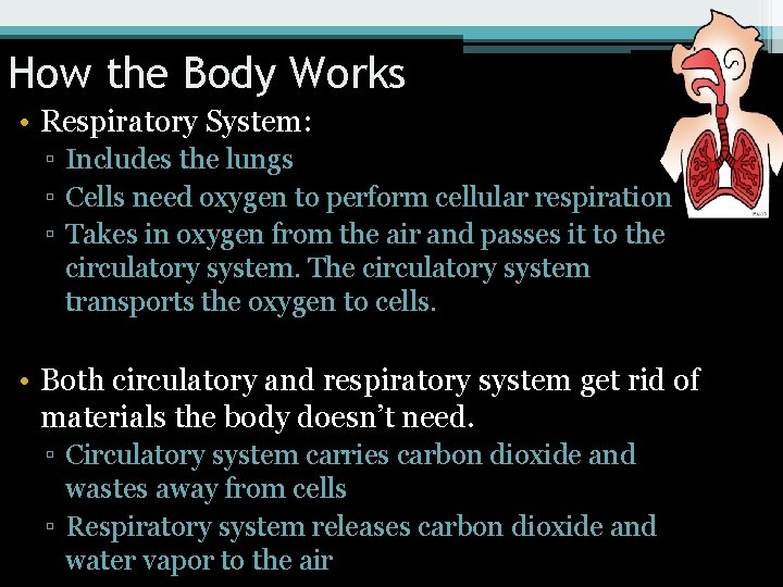 How the Body Works • Respiratory System: ▫ Includes the lungs ▫ Cells need