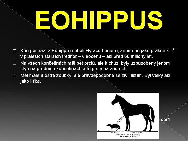EOHIPPUS Kůň pochází z Eohippa (neboli Hyracotherium), známého jako prakoník. Žil v pralesích starších