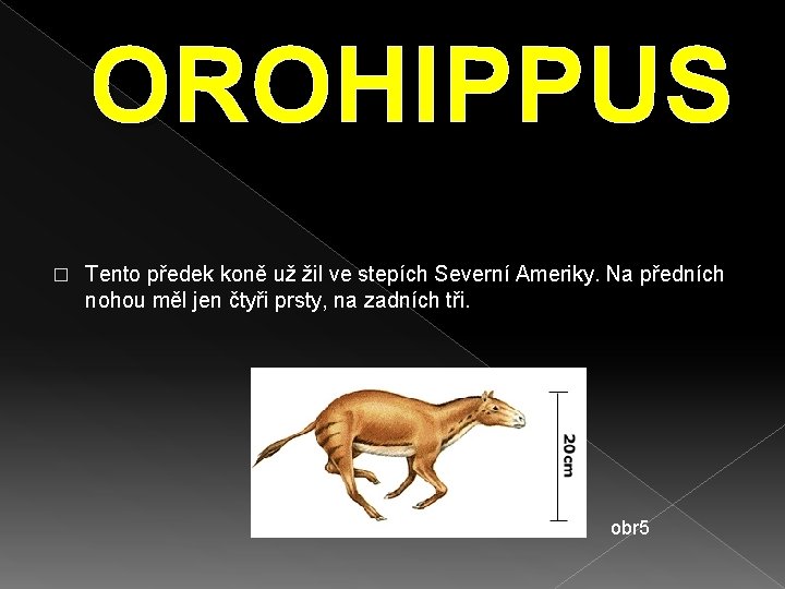 OROHIPPUS � Tento předek koně už žil ve stepích Severní Ameriky. Na předních nohou