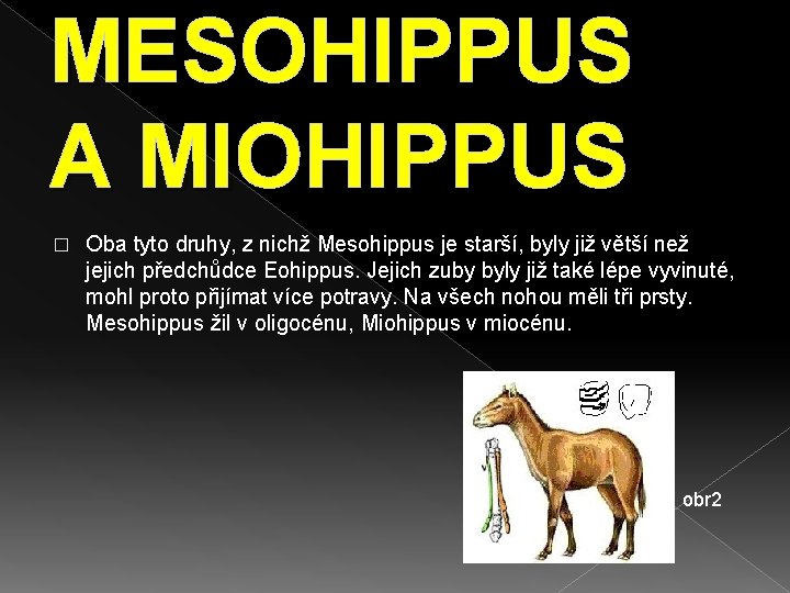 MESOHIPPUS A MIOHIPPUS � Oba tyto druhy, z nichž Mesohippus je starší, byly již