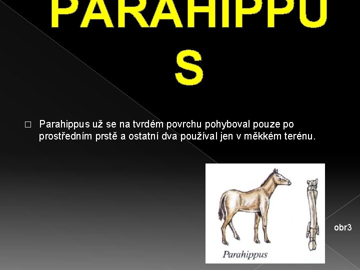 PARAHIPPU S � Parahippus už se na tvrdém povrchu pohyboval pouze po prostředním prstě