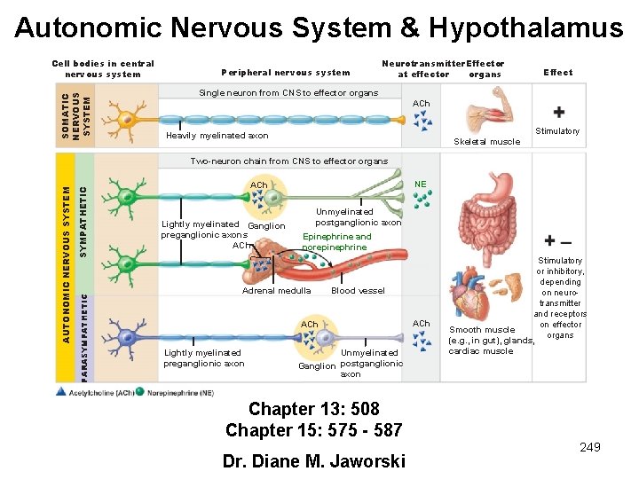 Autonomic Nervous System & Hypothalamus SOMATIC NERVOUS SYSTEM Cell bodies in central nervous system