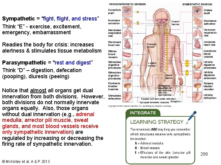 Sympathetic = "fight, flight, and stress” Think “E” - exercise, excitement, emergency, embarrassment Readies