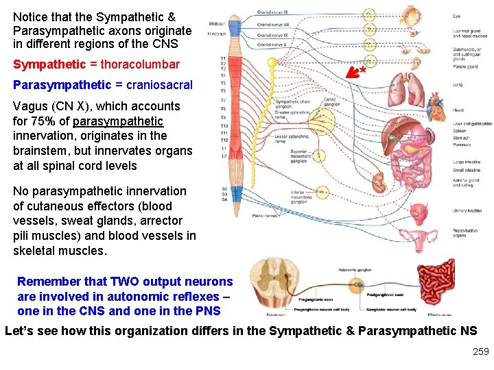 Notice that the Sympathetic & Parasympathetic axons originate in different regions of the CNS