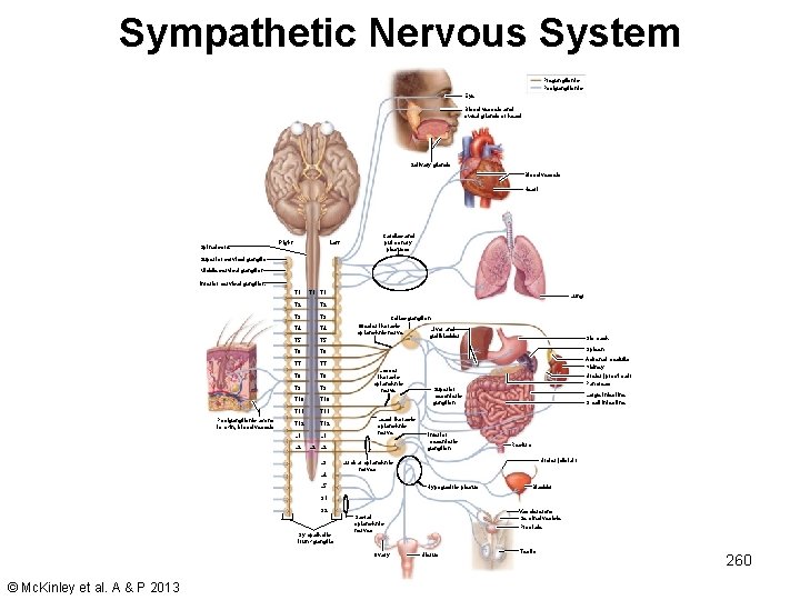 Sympathetic Nervous System Preganglionic Postganglionic Eye Blood vessels and sweat glands of head Salivary