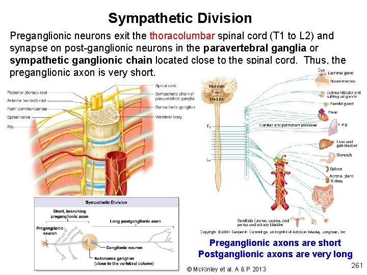 Sympathetic Division Preganglionic neurons exit the thoracolumbar spinal cord (T 1 to L 2)