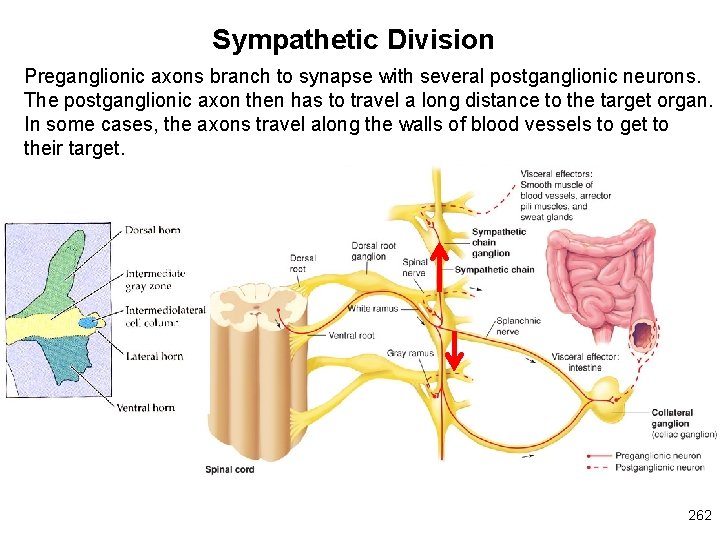 Sympathetic Division Preganglionic axons branch to synapse with several postganglionic neurons. The postganglionic axon