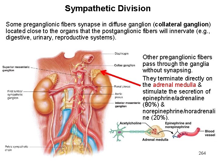 Sympathetic Division Some preganglionic fibers synapse in diffuse ganglion (collateral ganglion) located close to