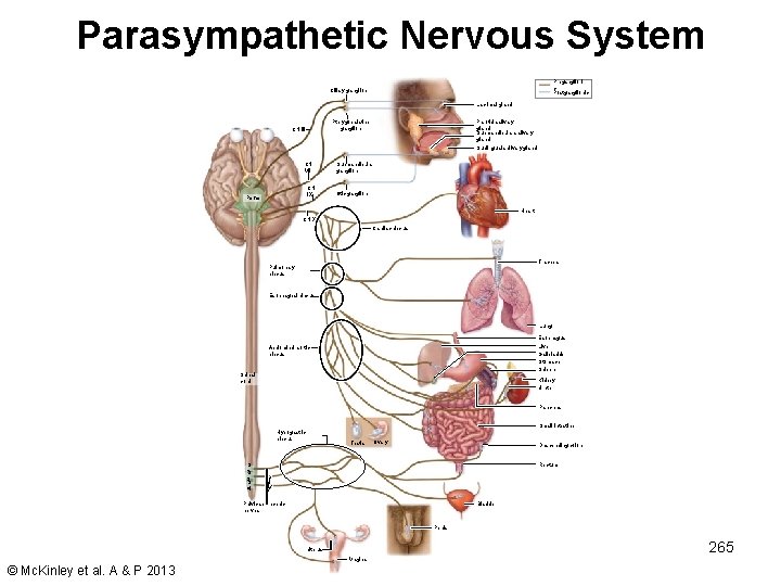 Parasympathetic Nervous System Preganglioni c Postganglionic Ciliary ganglion Lacrimal gland Pterygopalatine ganglion CN III