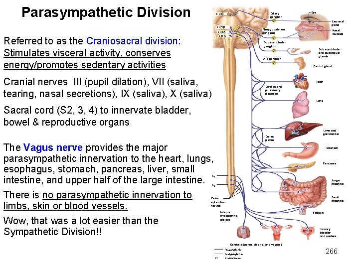 Parasympathetic Division Ciliary ganglion CN III Lacrimal gland CN VII Pterygopalatine ganglion CN IX