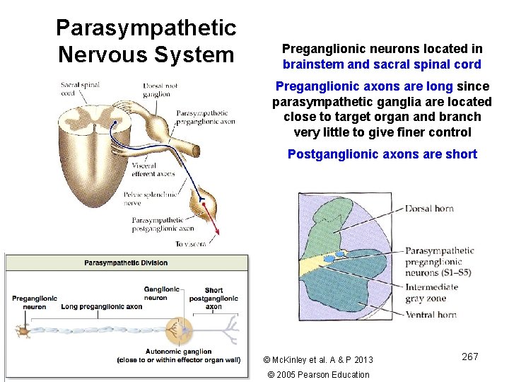 Parasympathetic Nervous System Preganglionic neurons located in brainstem and sacral spinal cord Preganglionic axons