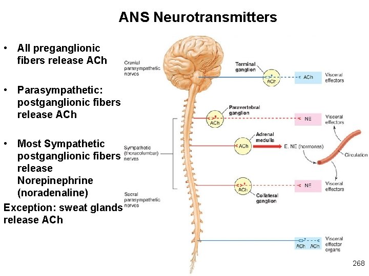 ANS Neurotransmitters • All preganglionic fibers release ACh • Parasympathetic: postganglionic fibers release ACh