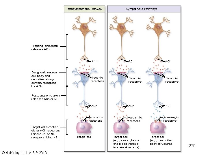 Parasympathetic Pathway Sympathetic Pathways Preganglionic axon releases ACh. Ganglionic neuron cell body and dendrites