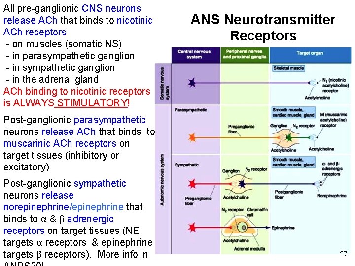 All pre-ganglionic CNS neurons release ACh that binds to nicotinic ACh receptors - on